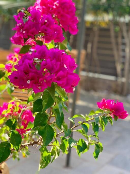 Villa Oleander Agios Nikolaos Loutra Edipsou エクステリア 写真